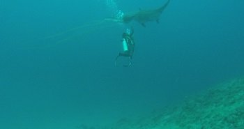 oceaninc manta ray rescue by Legend Diving Lembongan