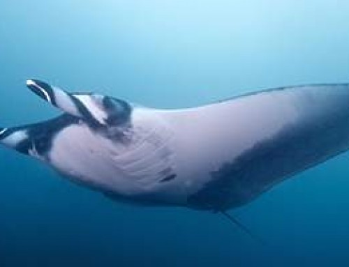 Oceanic Manta ray rescued by Legend Diving Lembongan