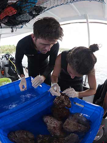 selecting the right rocks to plant the coral on
