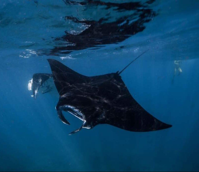 Manta Rays can be seen all year round in Indonesia and especially in Nusa Penida. It´s truly stunning to watch these impressive animals swimming around.