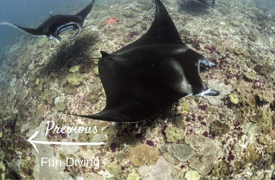 Diving Nusa Penida marine sanctuary with Legend Diving Lembongan