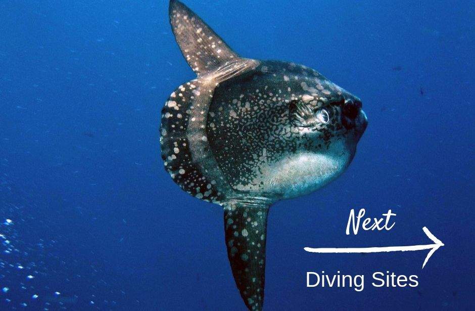 Nusa Penida Diving | Legend Diving Lembongan | Scuba Diving Penida