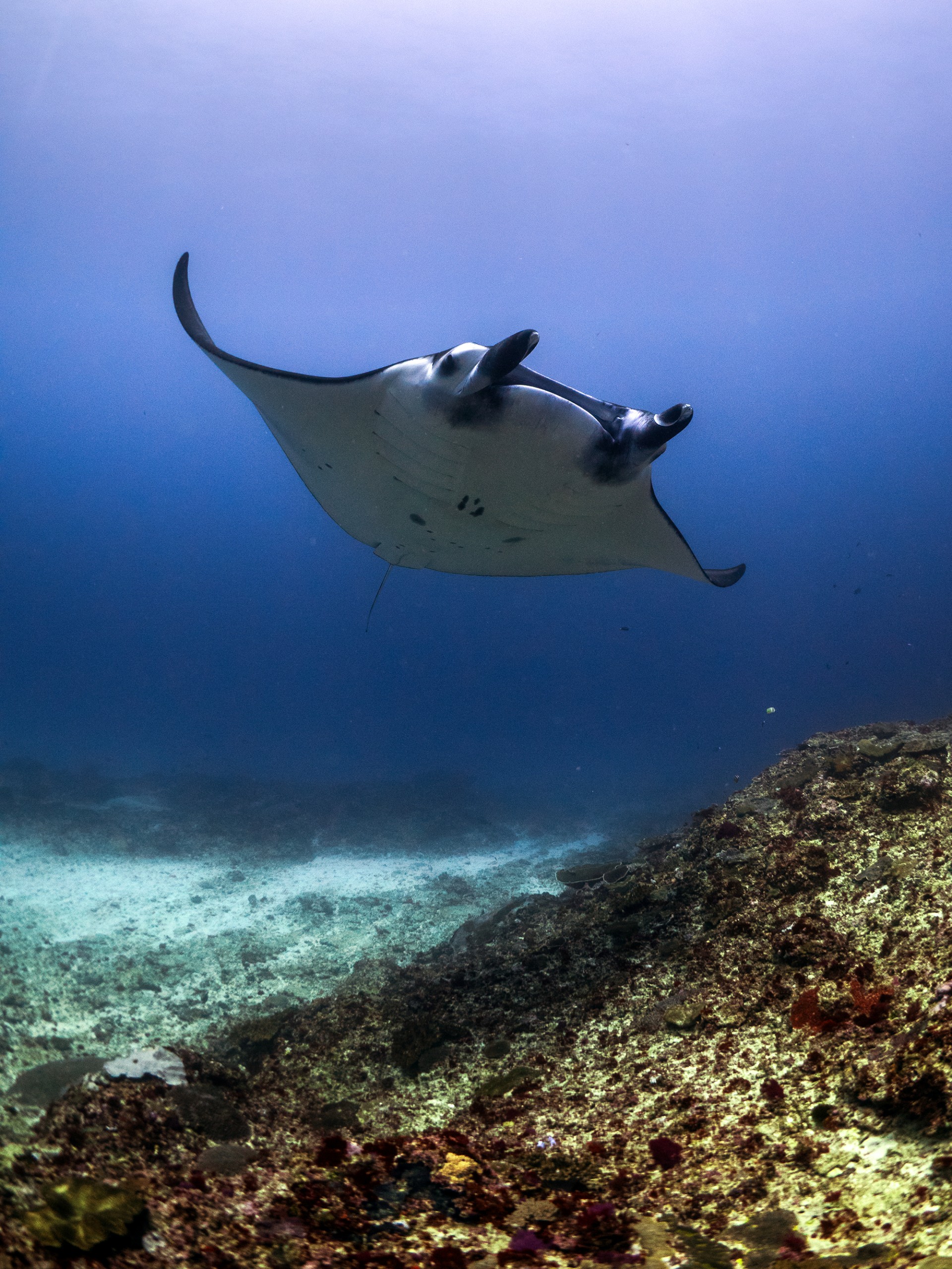 Snorkeling Mantas Nusa Lembongan @Legend Diving Lembongan