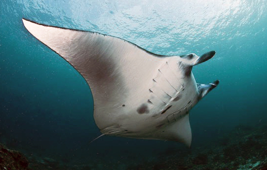 Discover Scuba Diving Lembongan with Manta Ray