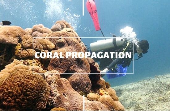 Adaptive Support Diver Indonesia Coral Prop