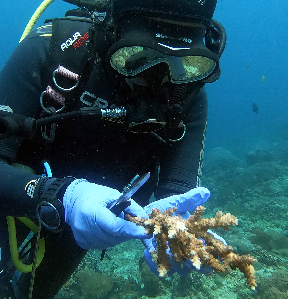 DIVEMASTER COURSE INDONESIA CONSERVATION coral restoration