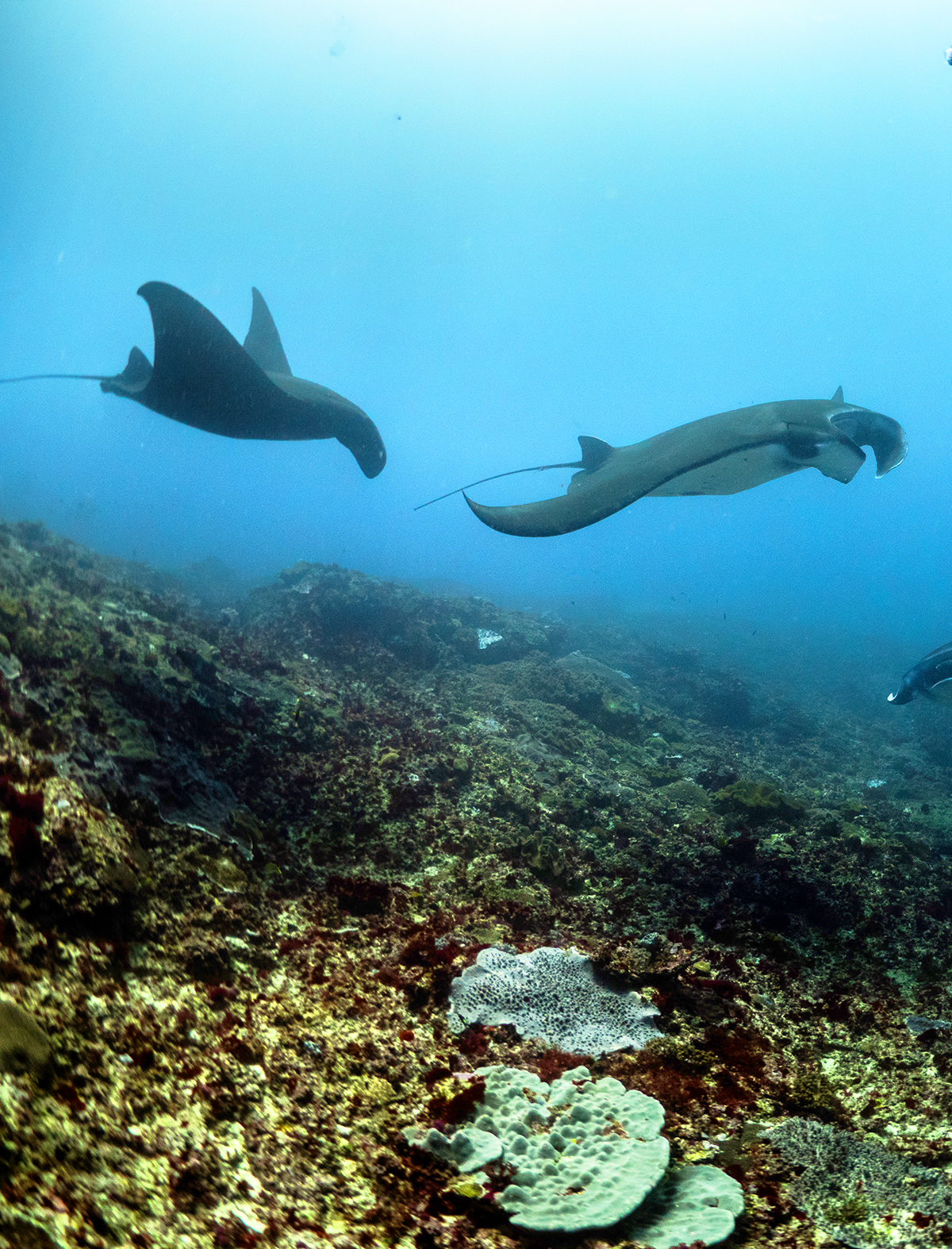 MARINE MEGAFAUNA IDENTIFICATION manta rays