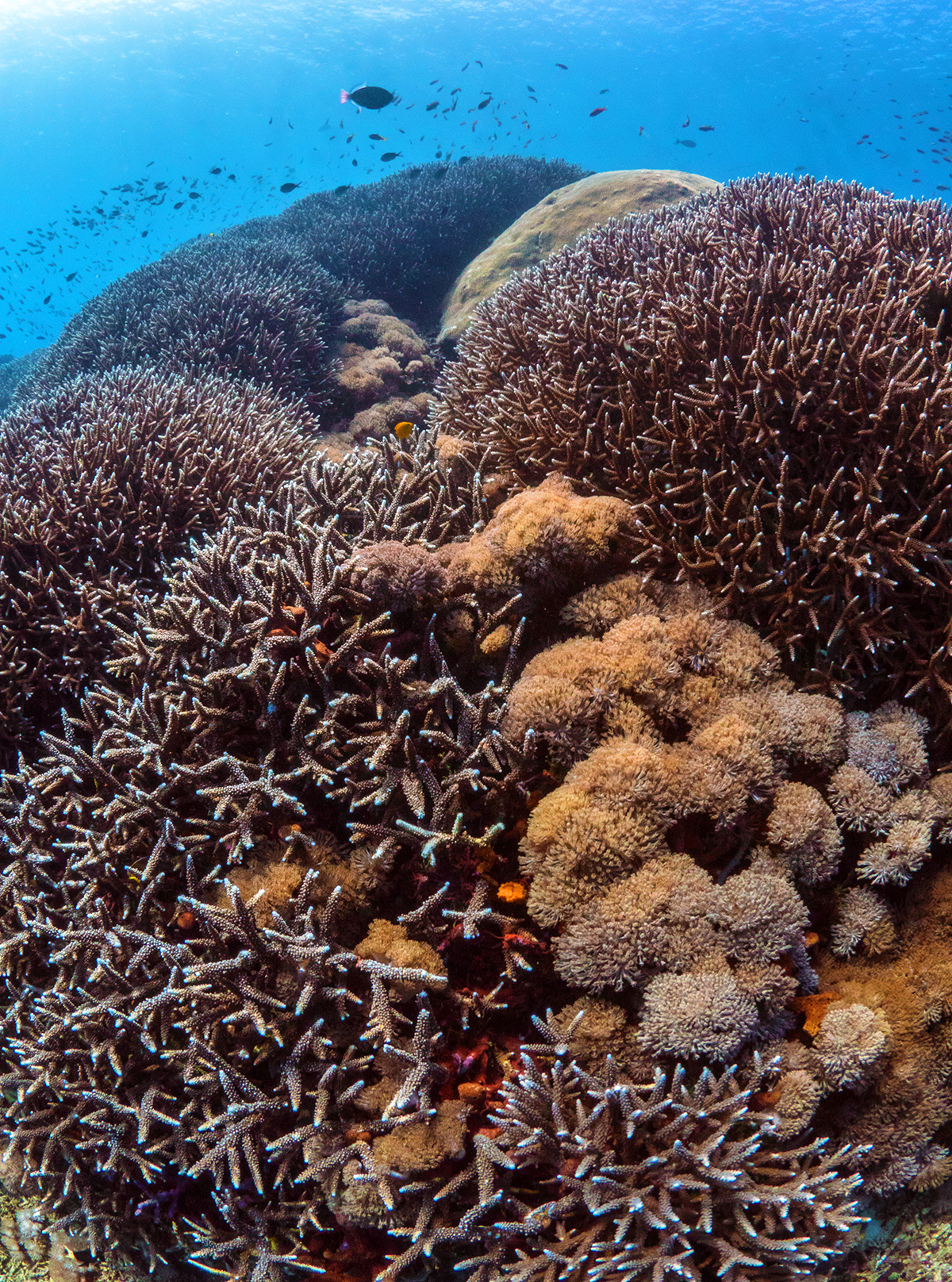 reef-monitoring nusa lembongan